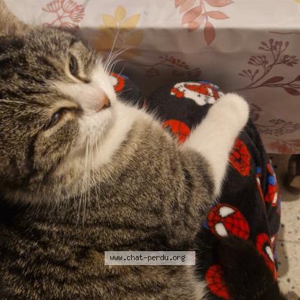 Photo 1/1 Ruby Chat lost in Bouchain