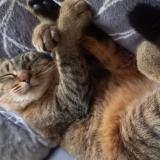 Picture of cat lost at Sainte Anne Sur Brivet