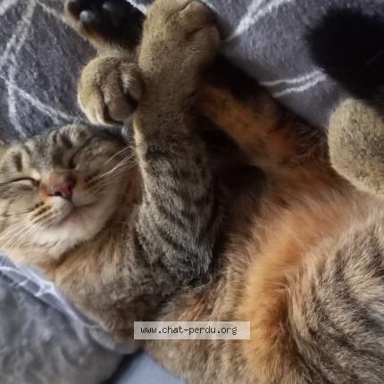 Photo 1/1 Caline Chat lost in Sainte anne sur brivet