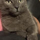 Picture of cat lost at Saint Pierre Brouck