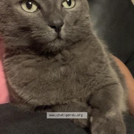 Photo 1/1 Taz Chat lost in Saint pierre brouck