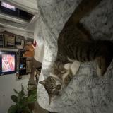 Picture of cat lost at Angers