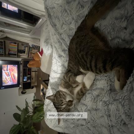 Photo 1/1 Mira Chat lost in Angers