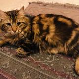 Picture of cat lost at Montmagny