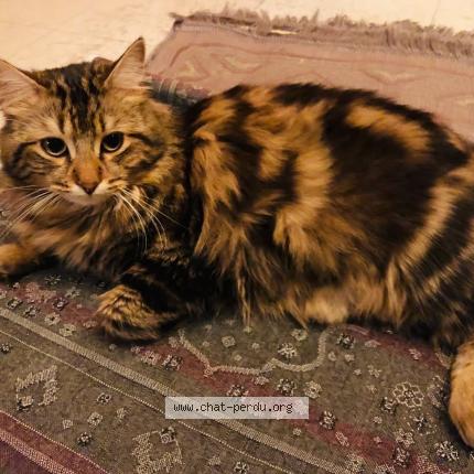 Photo 1/1 ZemZem ou Mignon Chat lost in Montmagny