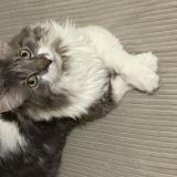 Picture of cat lost at Paris