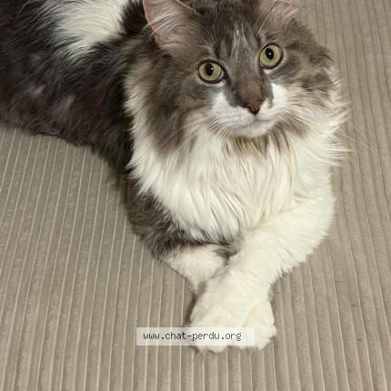 Photo 1/1 Pepsi Chat lost in Paris