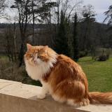 Picture of cat lost at Vernaison