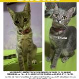 Picture of cat lost at Asuncion