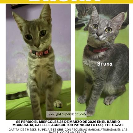 Photo 1/1 Bruna Chat lost in Asuncion