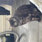 Picture of cat lost at Toul