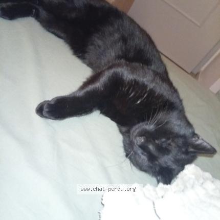 Photo 1/1 Faiçal Aator Chat lost in Illkirch graffenstaden