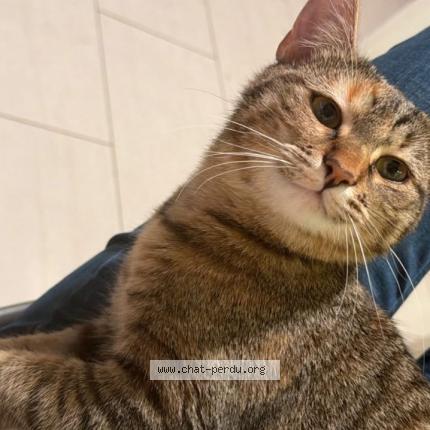 Photo 1/1 Molly Chat lost in Charbonnieres