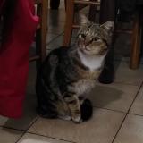 Picture of cat found at Amercoeur