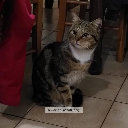 Photo 1/1 Found cat Found in Amercoeur