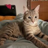 Picture of cat lost at Le Ban Saint Martin