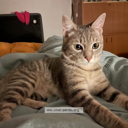 Photo 1/1 Raoul Chat lost in Le ban saint martin