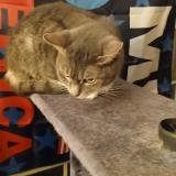 Picture of cat lost at Lockington