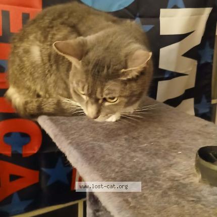 Photo 1/1 Bella Chat lost in Lockington