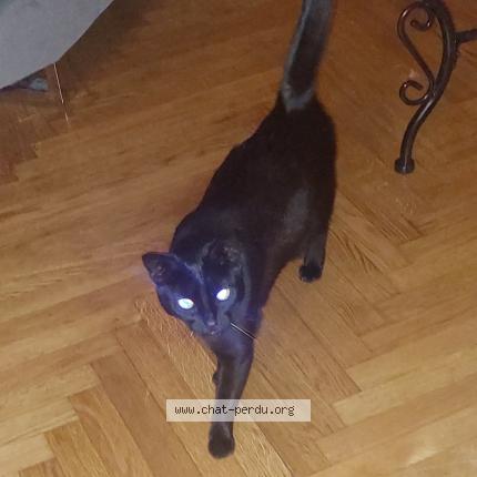 Photo 1/1 Found cat Found in Valence