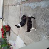 Picture of cat lost at Le Havre