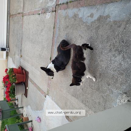 Photo 1/1 BANZAI dit MIMICHAT Chat lost in Le havre