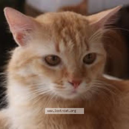 Photo 1/1 Tumie Chat lost in Pasig city