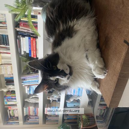 Photo 1/1 Voltaire Chat lost in Agny