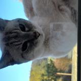 Picture of cat found at Les Auxons