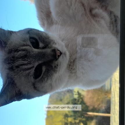 Photo 1/1 Found cat Found in Les auxons