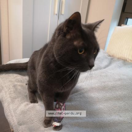 Photo 1/1 Reglisse Chat lost in Troyes