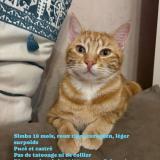 Picture of cat lost at Crissey