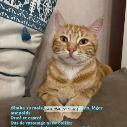 Photo 1/1 Simba Chat lost in Crissey