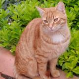 Picture of cat found at Allauch