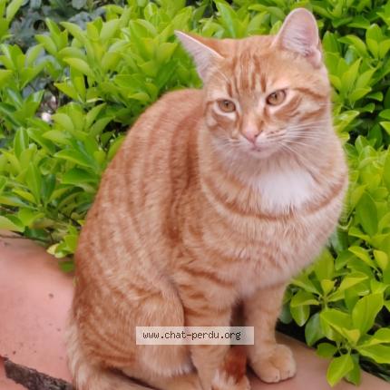 Photo 1/1 Found cat Found in Allauch