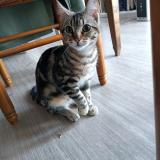 Picture of cat found at Perpignan