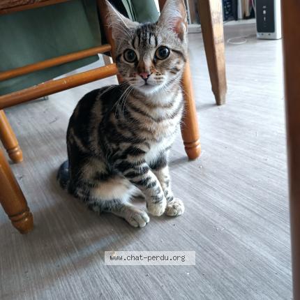 Photo 1/1 Found cat Found in Perpignan