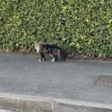 Picture of cat found at Bruay Sur L Escaut