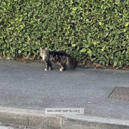 Photo 1/1 Found cat Found in Bruay sur l escaut