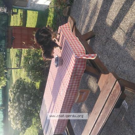 Photo 1/1 Found cat Found in Sartilly baie bocage