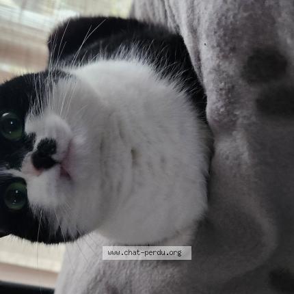 Photo 1/1 Tina Chat lost in Erquy