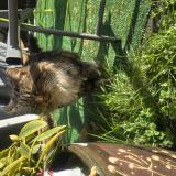 Picture of cat found at Bailleval