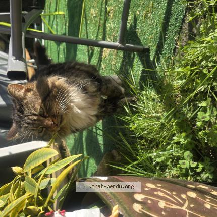 Photo 1/1 Found cat Found in Bailleval