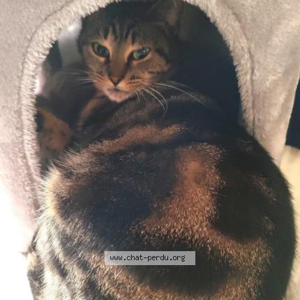 Photo 1/1 Epic Chat lost in Agen