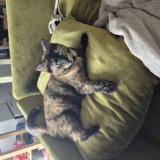 Picture of cat lost at Toulouse