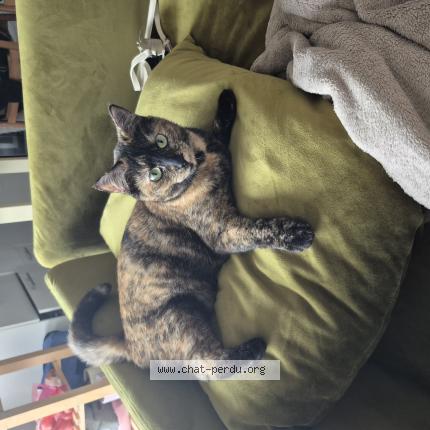 Photo 1/1 Je ne sais pas Chat lost in Toulouse