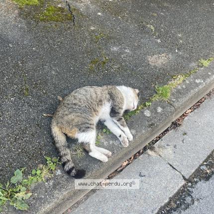 Photo 1/1 Found cat Found in Angers