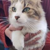 Picture of cat found at Scorbe Clairvaux
