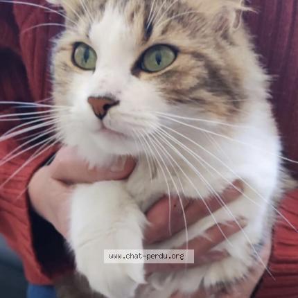 Photo 1/1 Found cat Found in Scorbe clairvaux