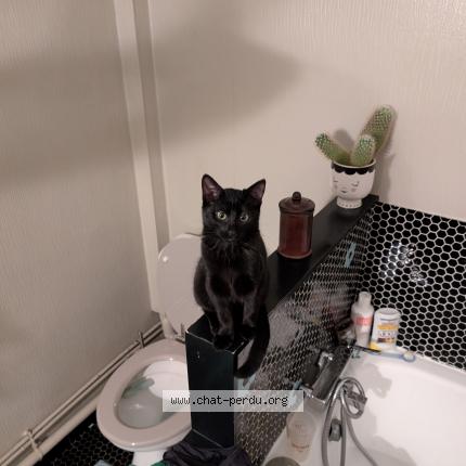 Photo 1/2 Simone Chat lost in Angers